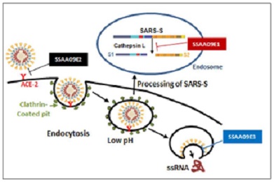 modello virus 2